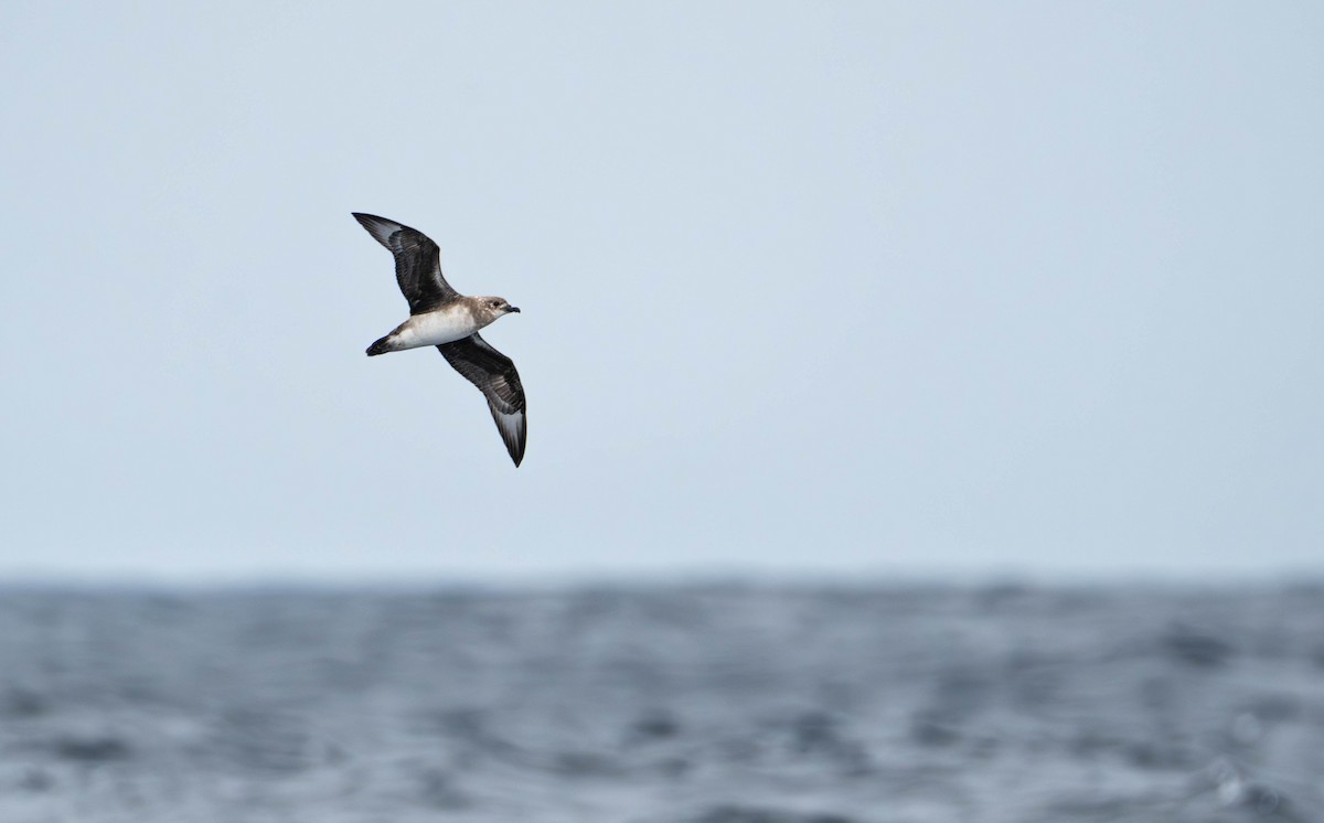 kermadecpetrell - ML647752744