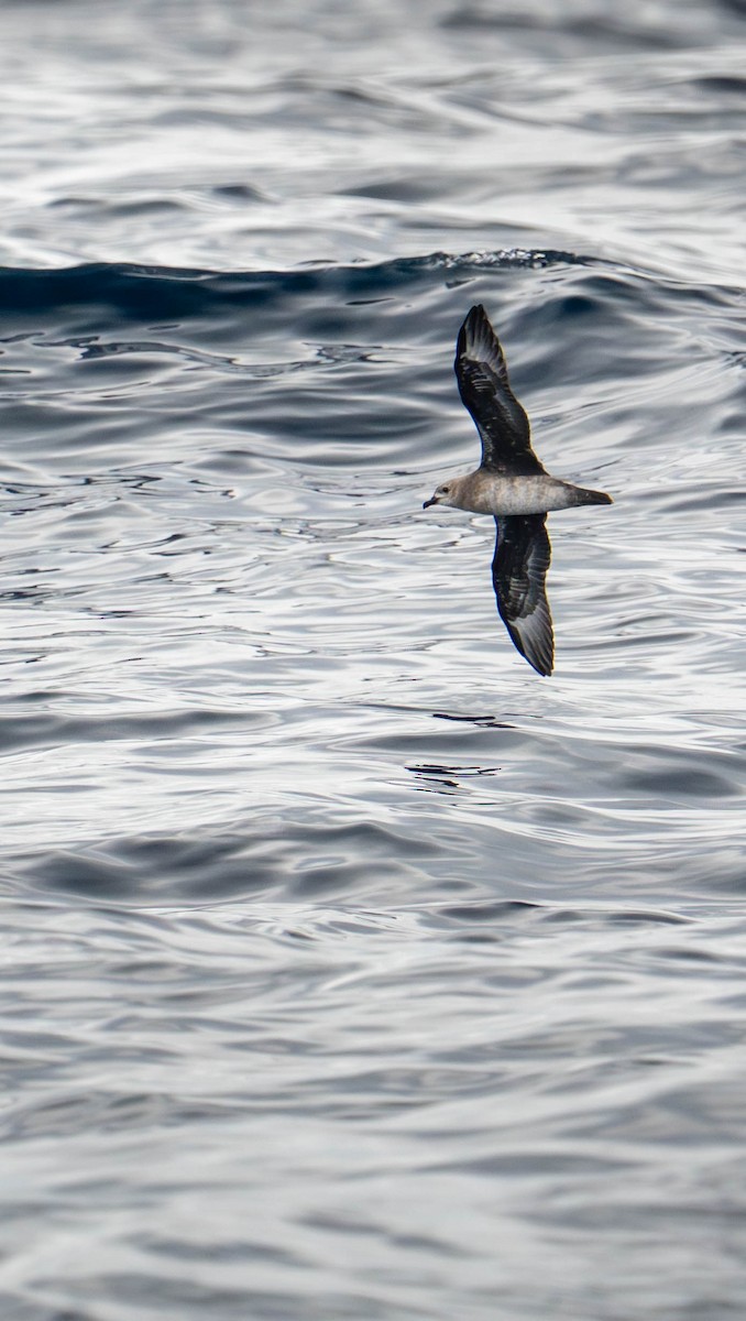 kermadecpetrell - ML647752745