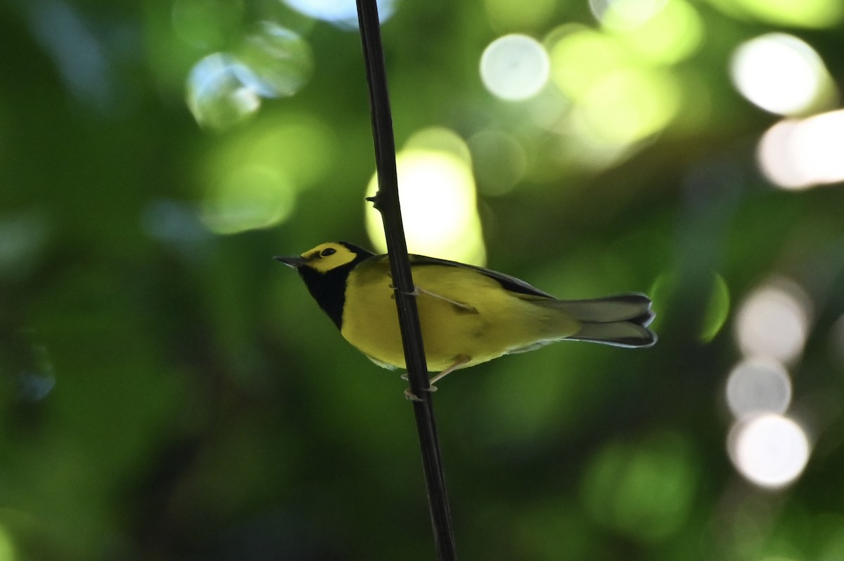Hooded Warbler - ML647752760