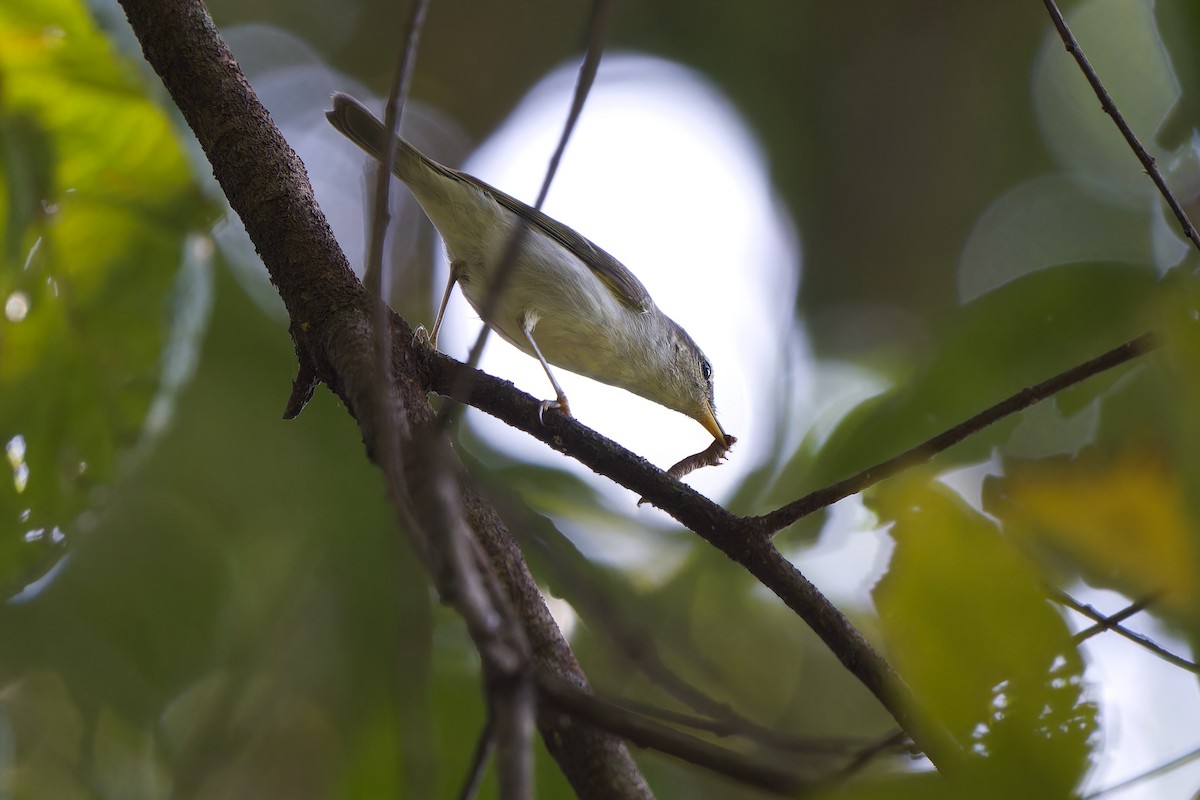 Двухполосая пеночка - ML647752763