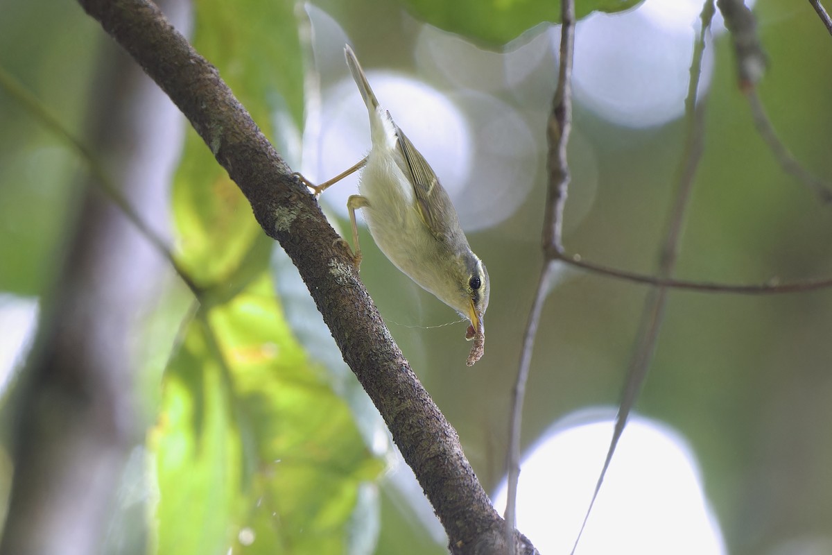 Двухполосая пеночка - ML647752764