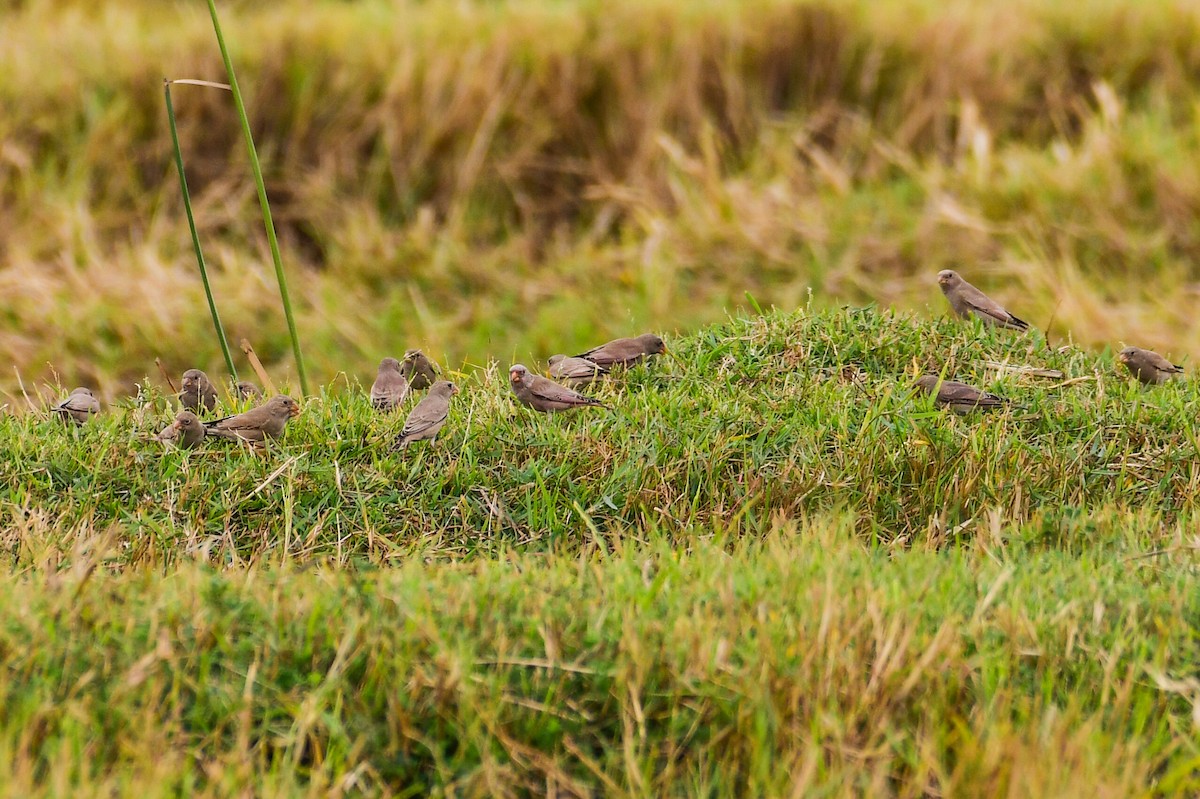 Trumpeter Finch - ML647752766