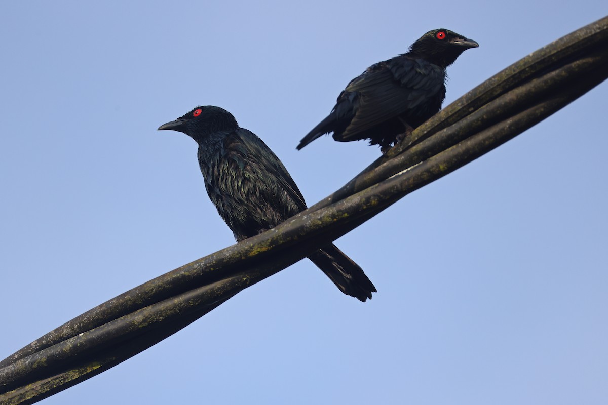 Asian Glossy Starling - ML647752786