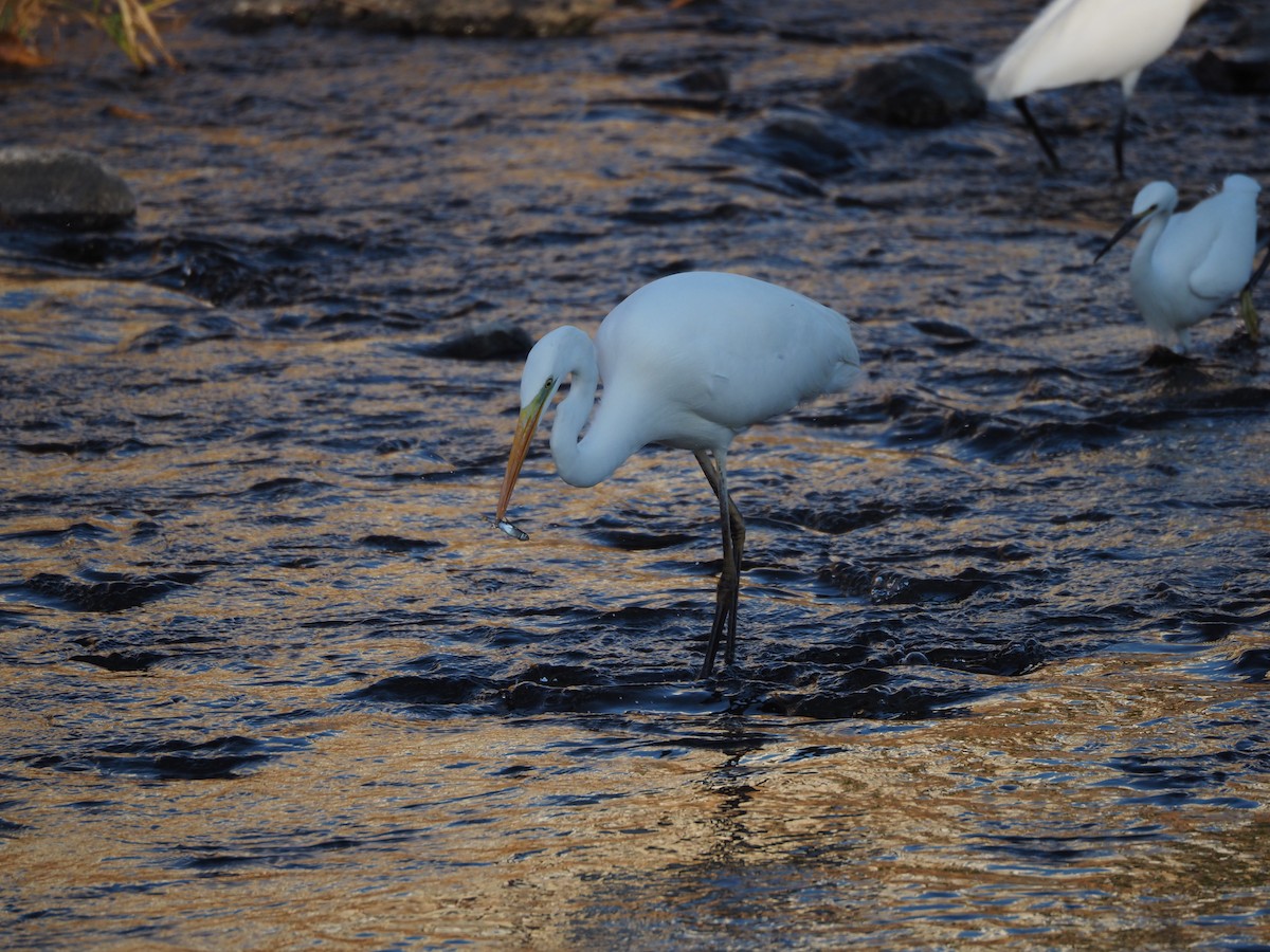 Great Egret - ML647752788