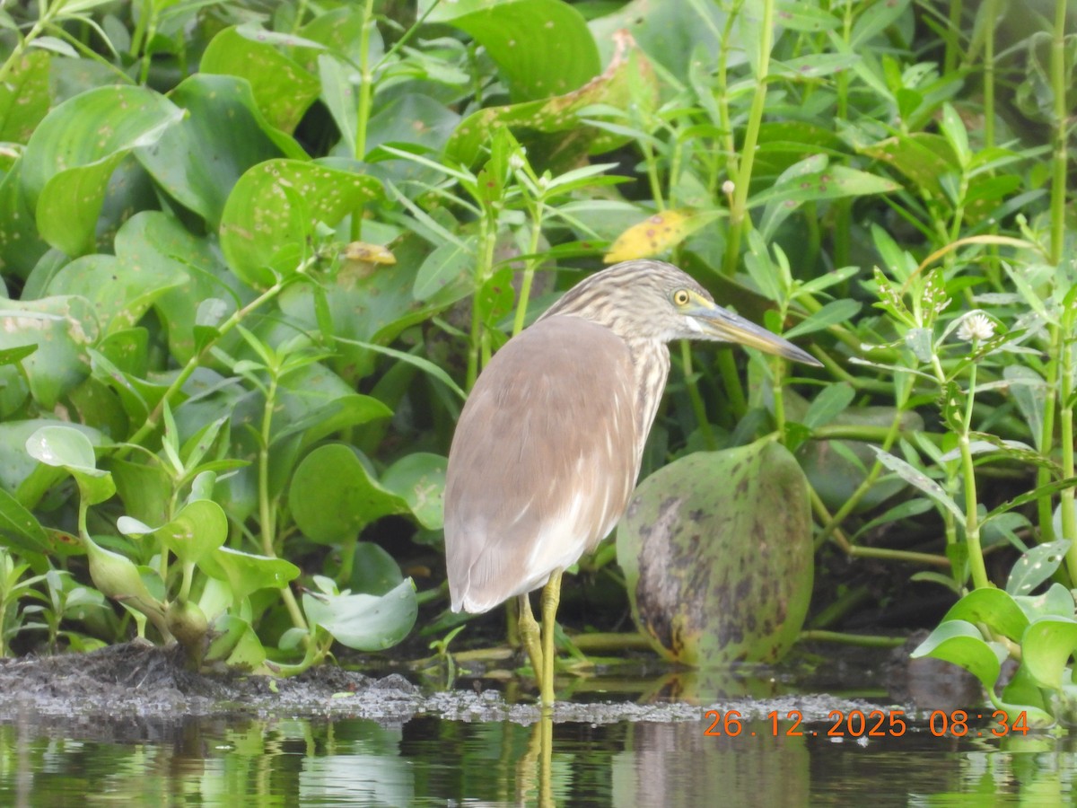 Indian Pond-Heron - ML647752790