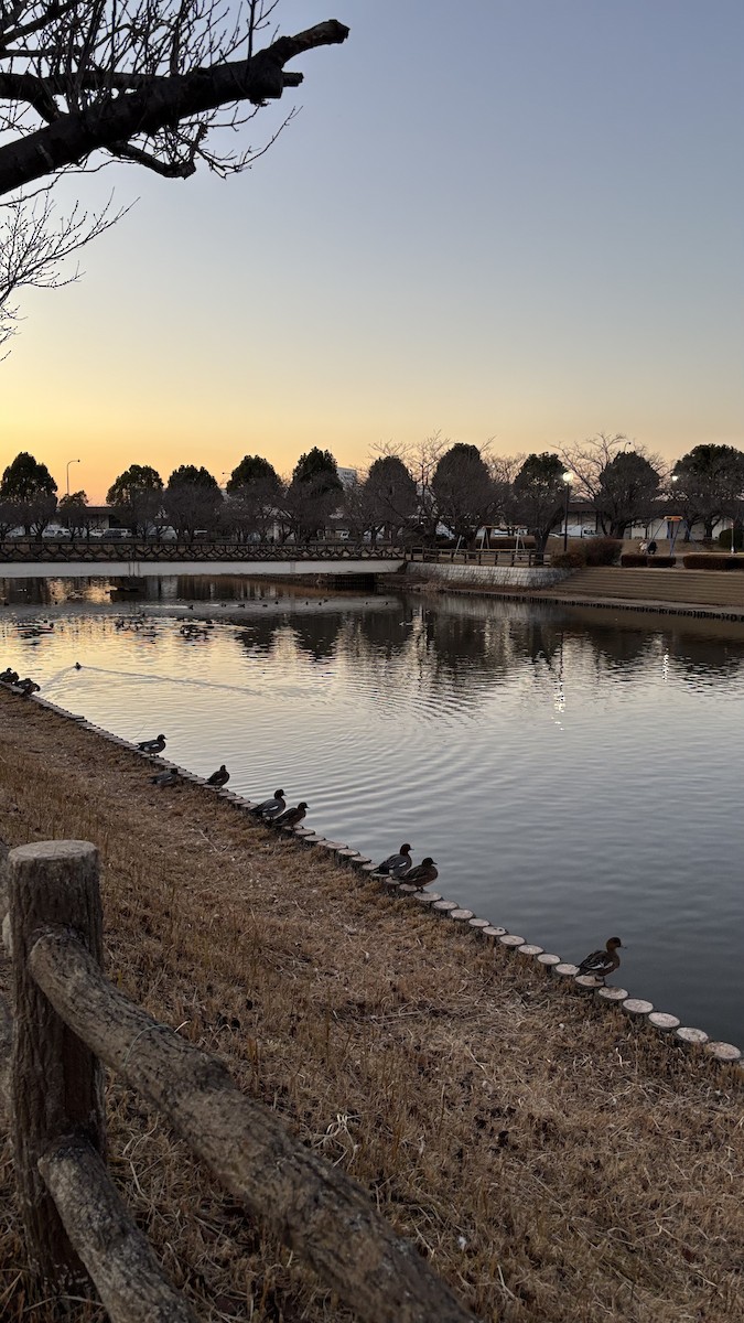 Eurasian Wigeon - ML647752810