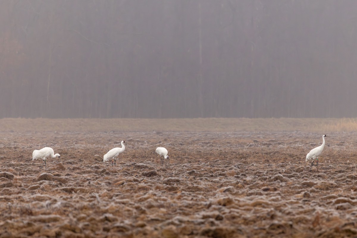 trompettrane - ML647752814