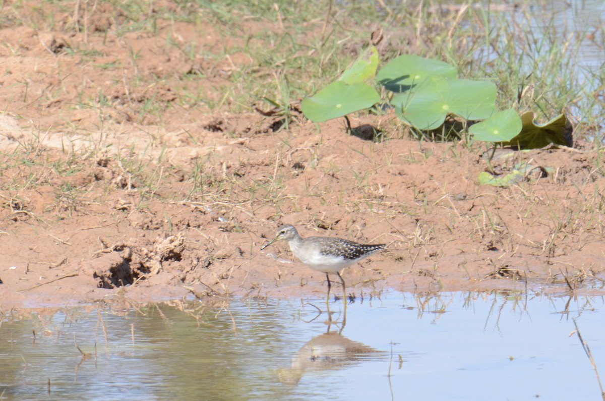 vodouš bahenní - ML647752847