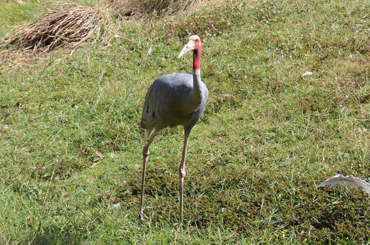 Grulla Sarus - ML647752855