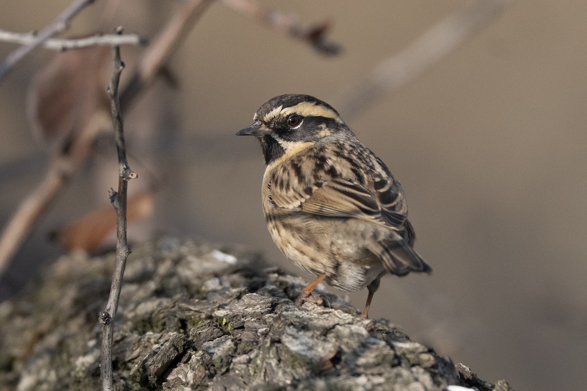 Acentor Gorjinegro - ML647752874