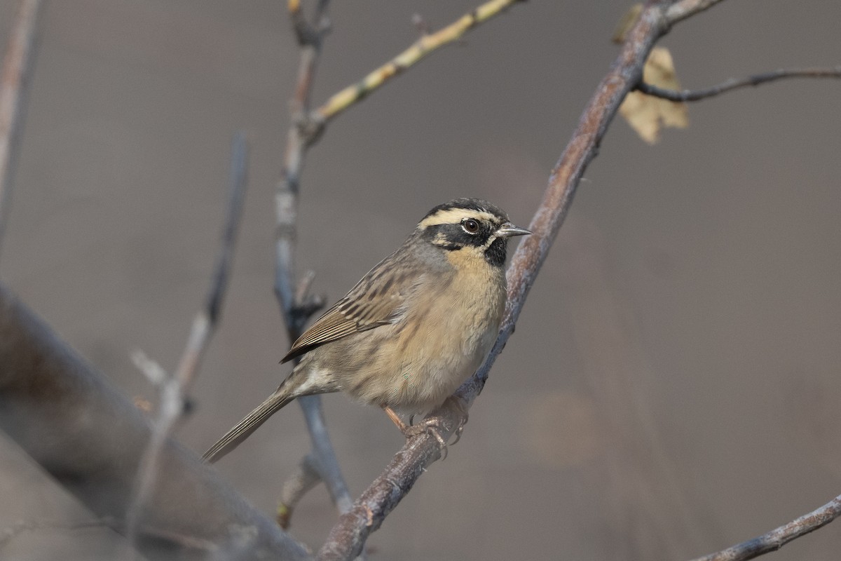 Acentor Gorjinegro - ML647752875