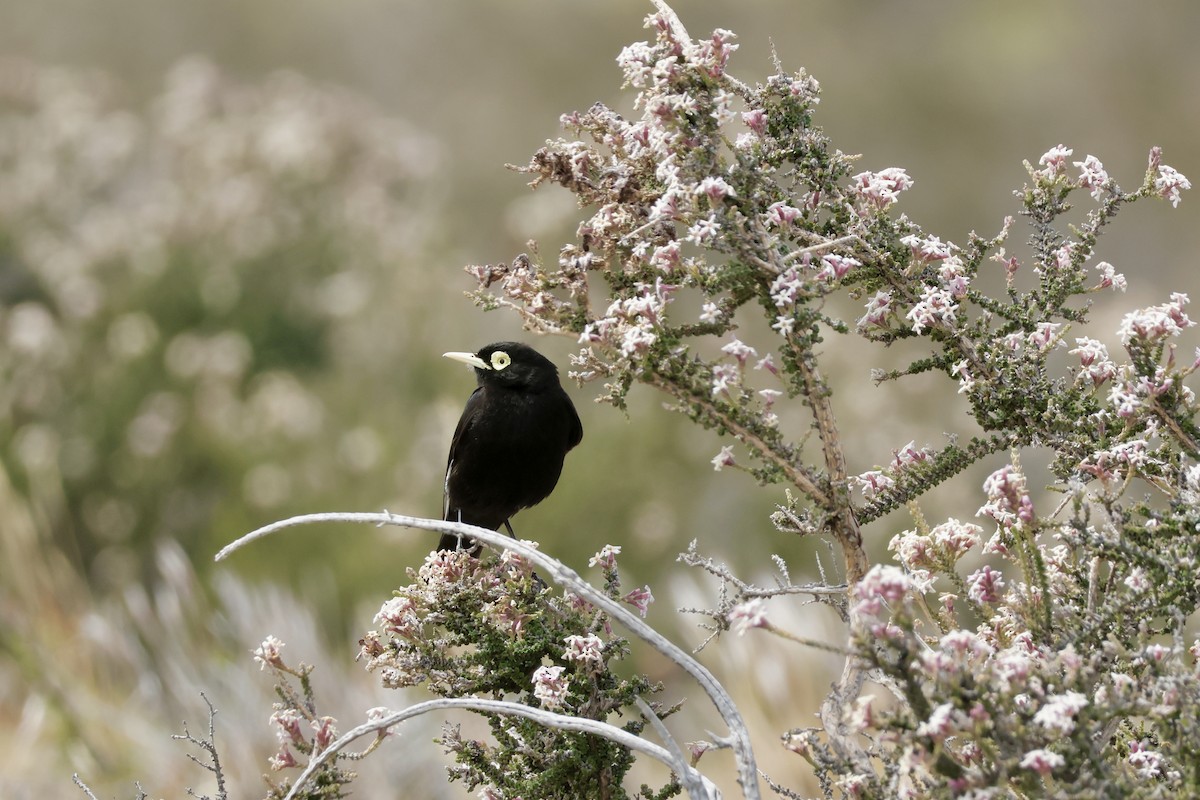 Viudita Picoplata - ML647752883