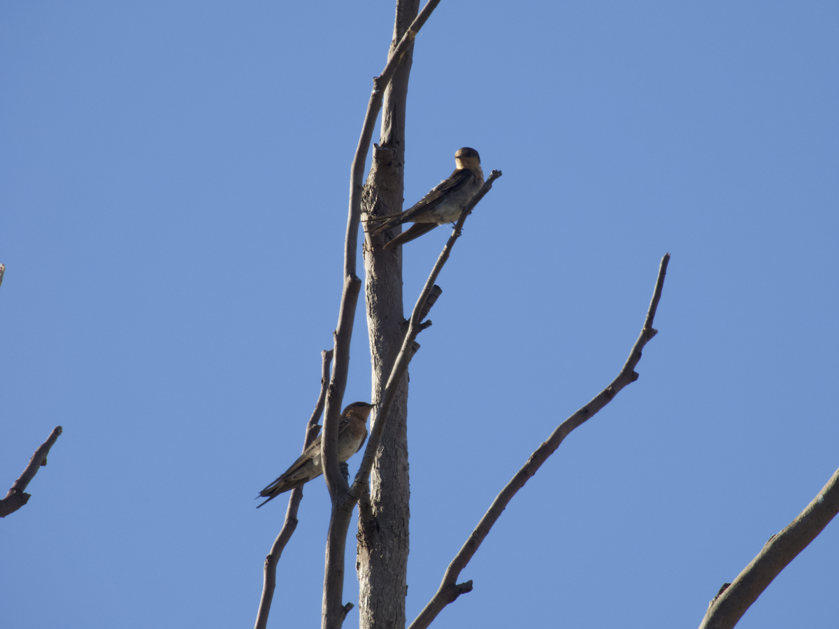 Golondrina Australiana - ML647752884