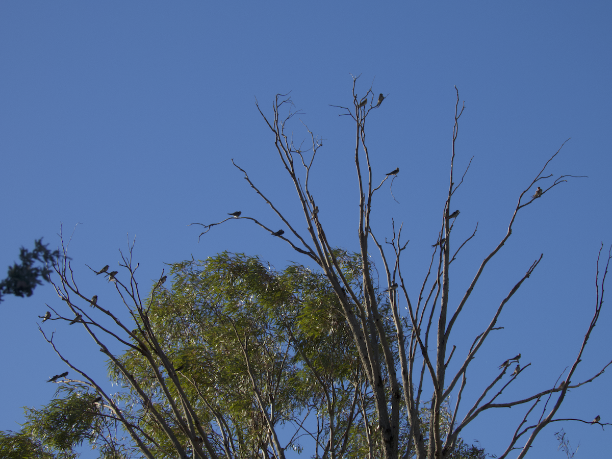 Golondrina Australiana - ML647752885