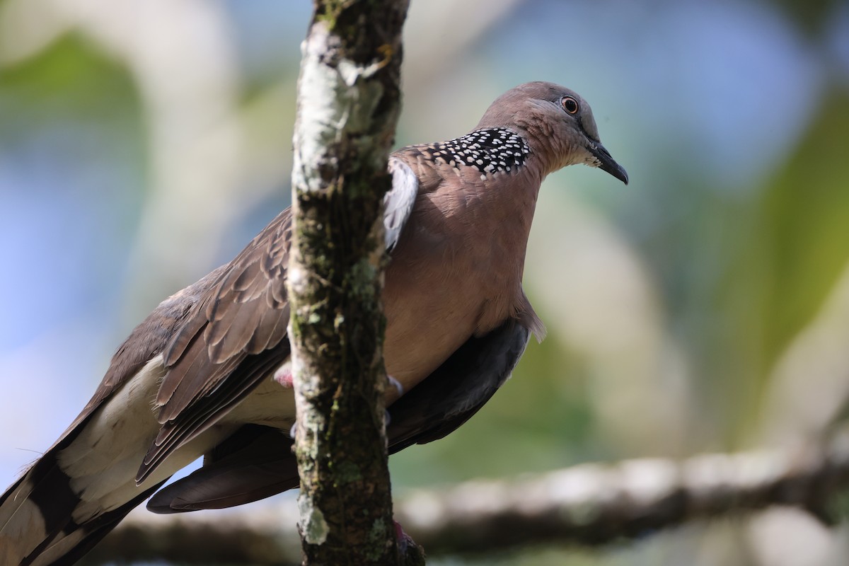 Tórtola Moteada - ML647752886