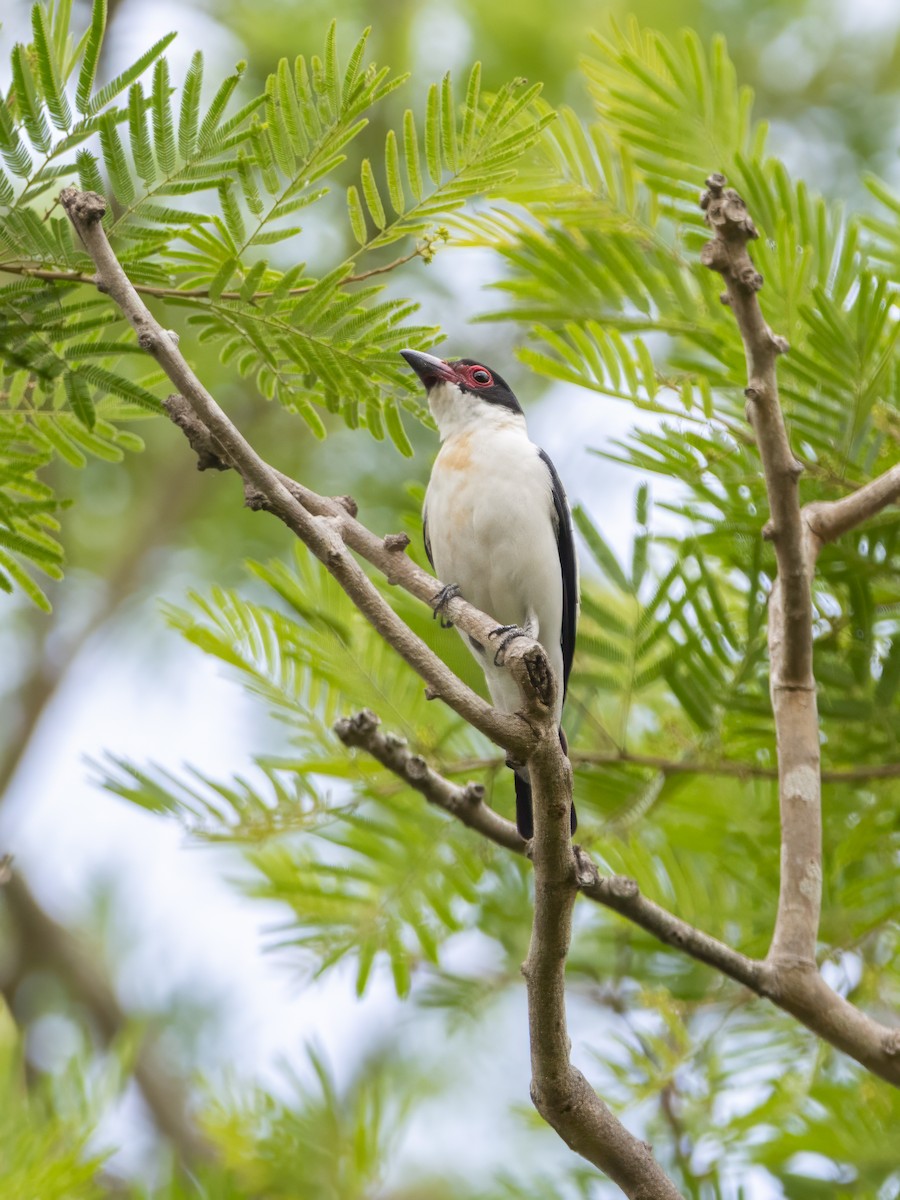 Titira Colinegro - ML647752887