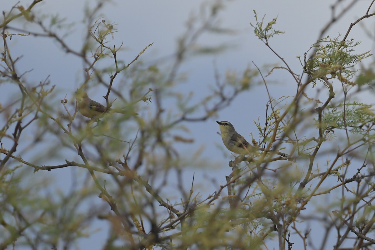 Rabicano Mayor - ML647752889