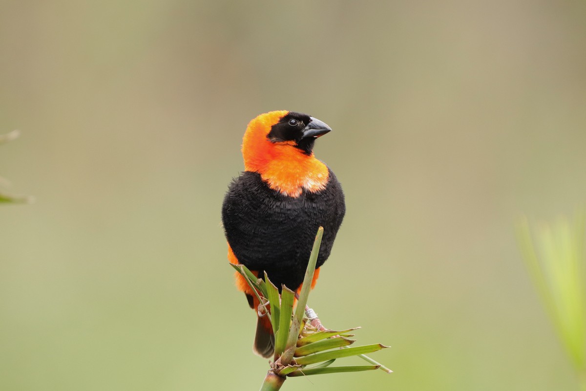 Obispo Rojo - ML647752890