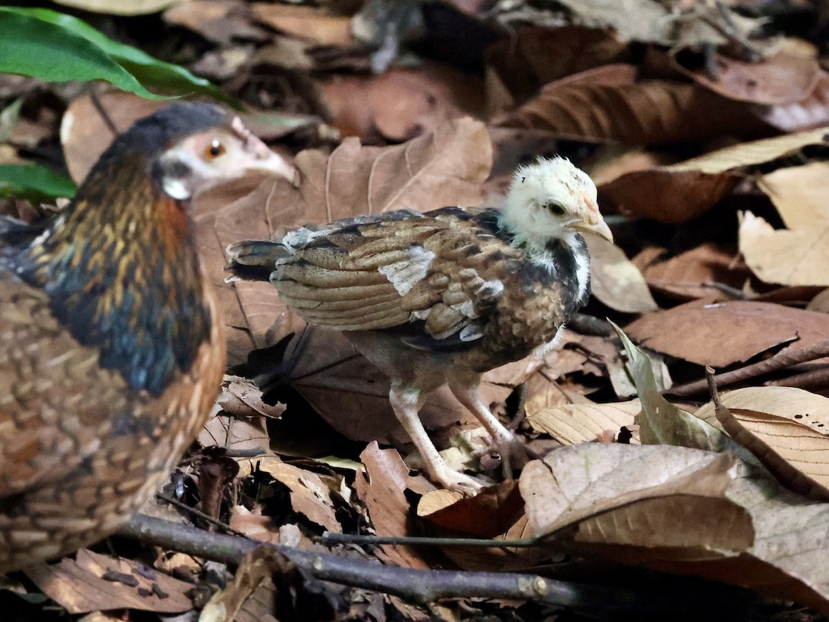 Gallo Bankiva - ML647752892