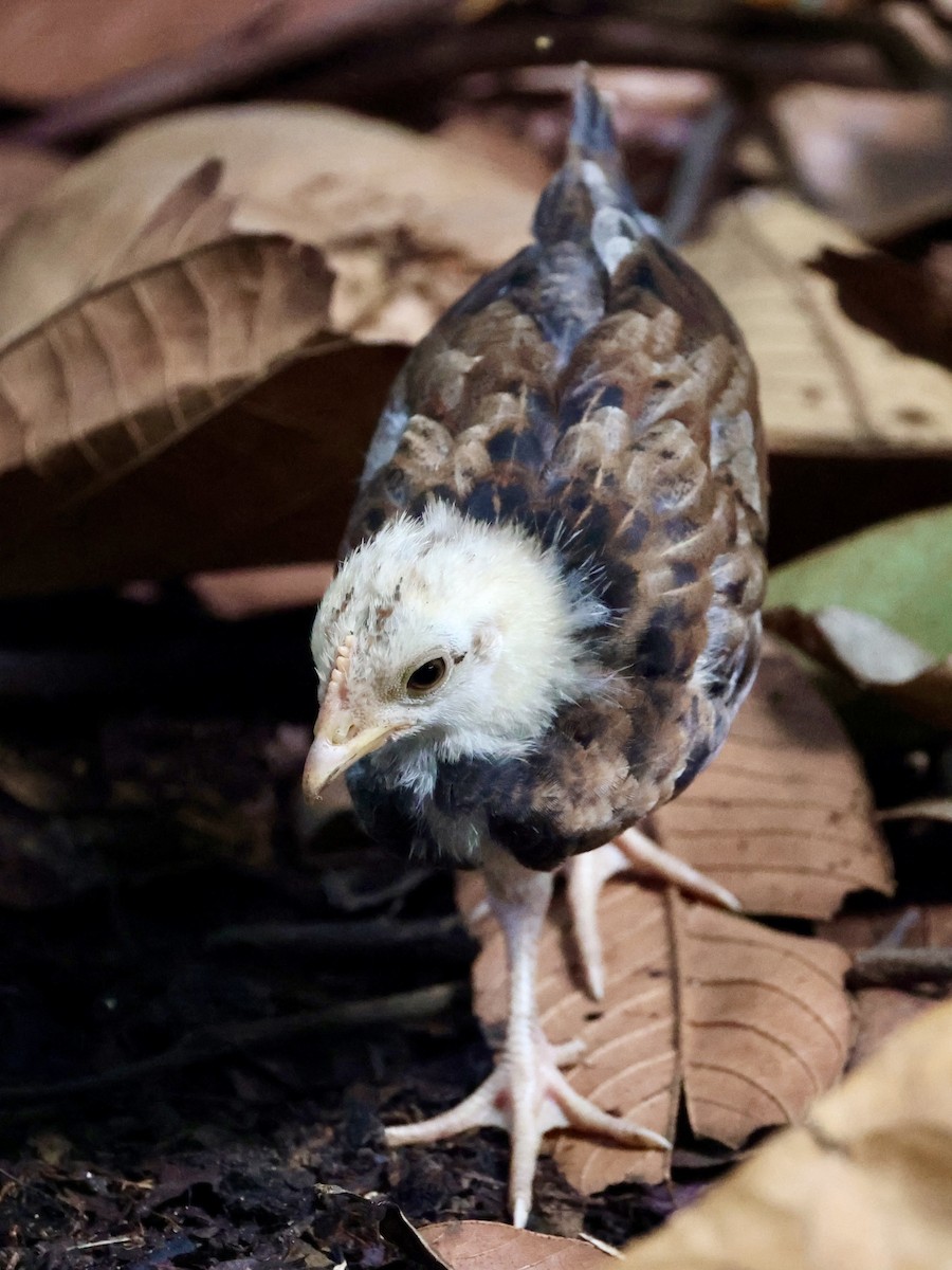 Gallo Bankiva - ML647752893