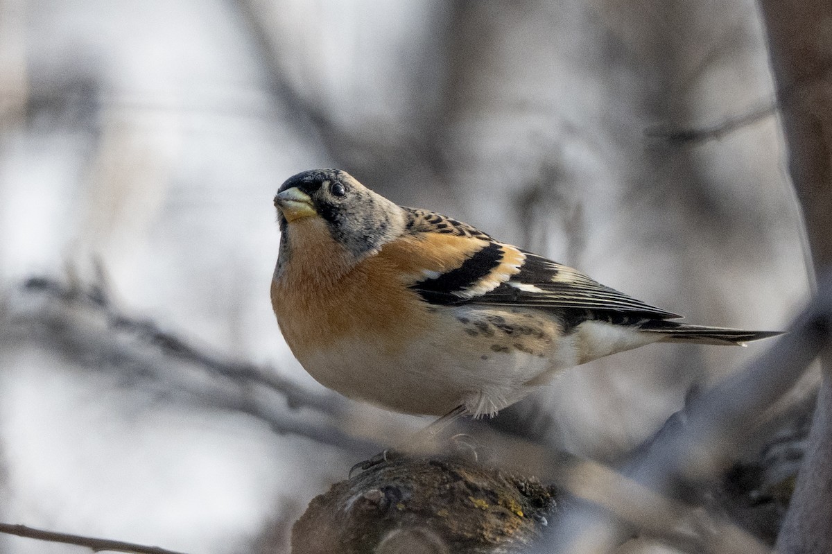 Pinzón Real - ML647752894