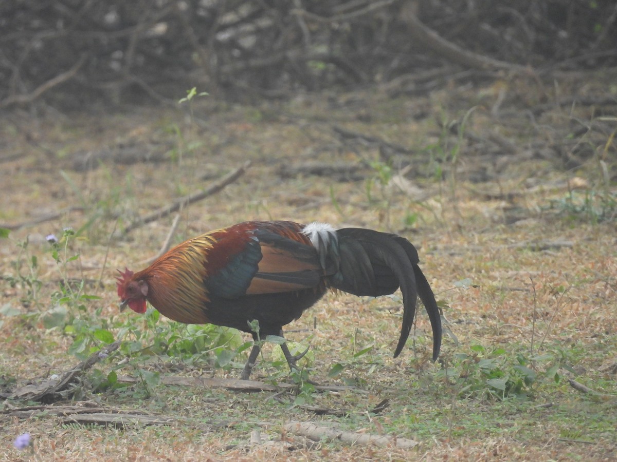 Gallo Bankiva - ML647752896