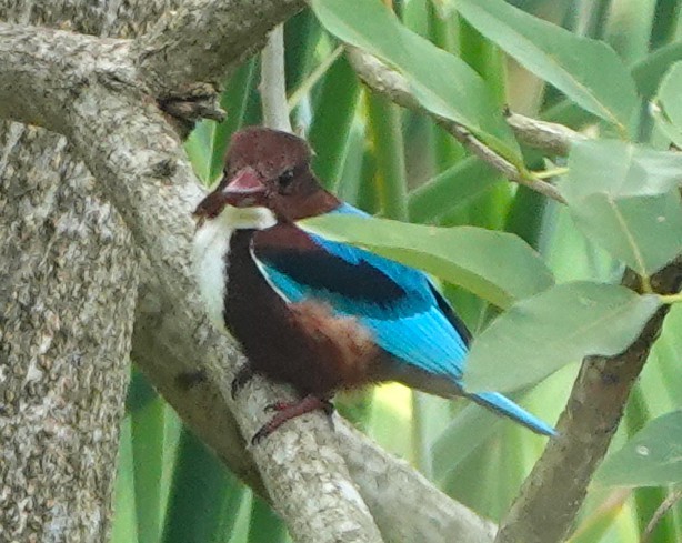 Alción de Esmirna - ML647752908