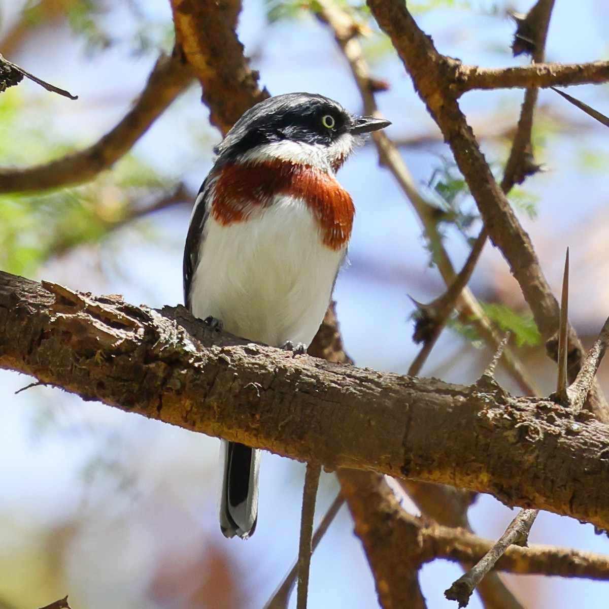 Batis Molitor - ML647752922