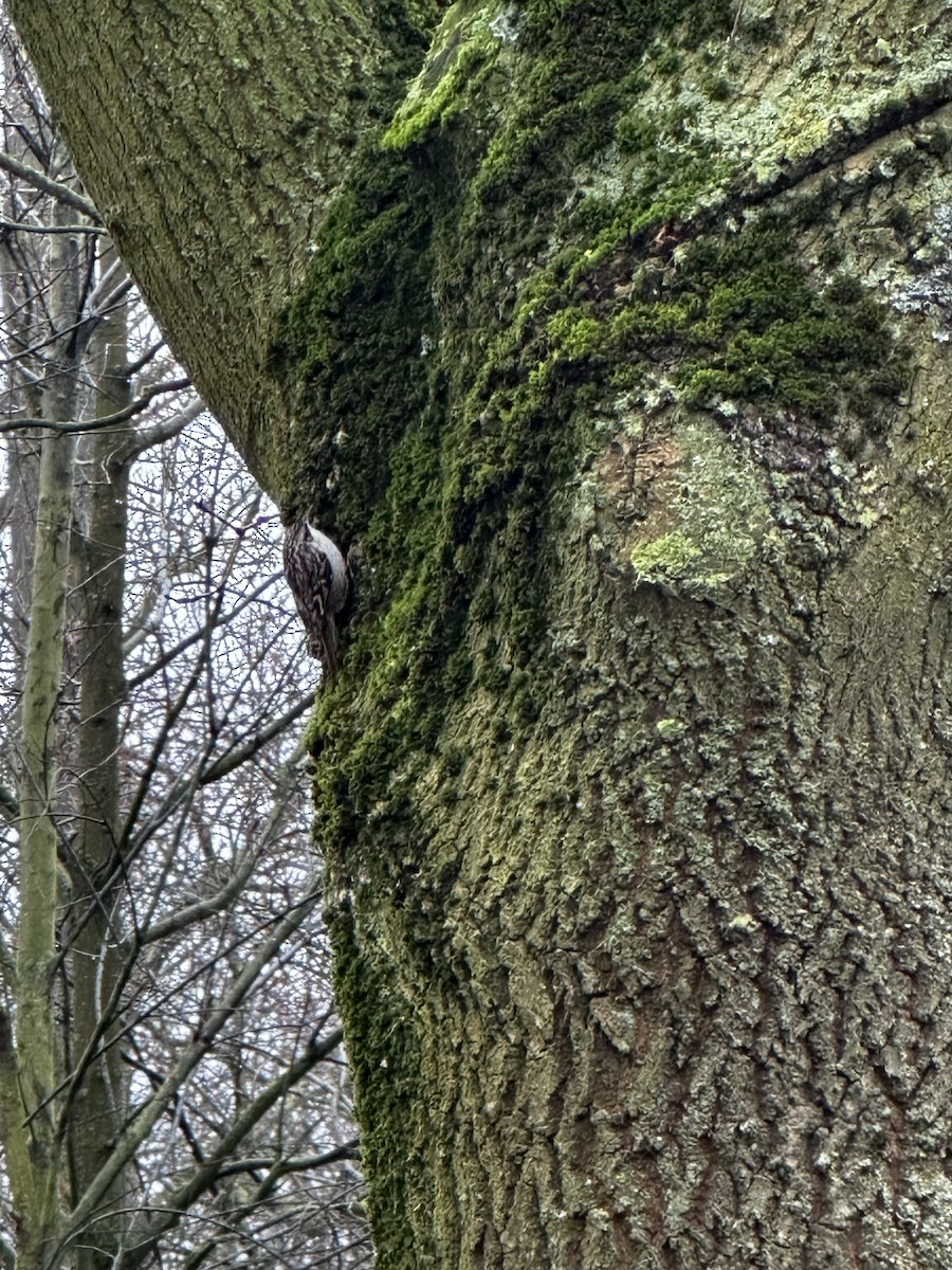 Agateador Europeo - ML647752923