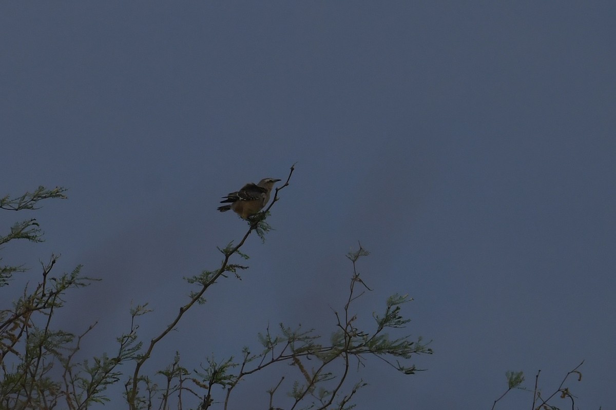 Sinsonte Patagón - ML647752924