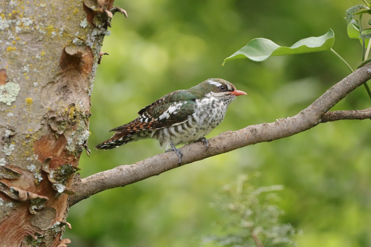 Cuclillo Didric - ML647752928