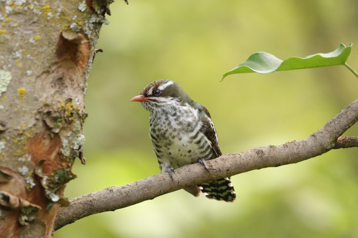 Cuclillo Didric - ML647752929