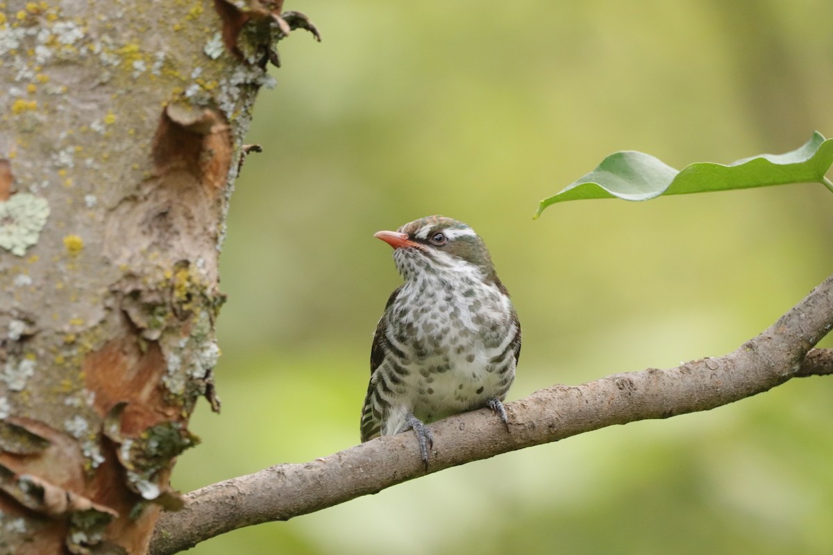Cuclillo Didric - ML647752930