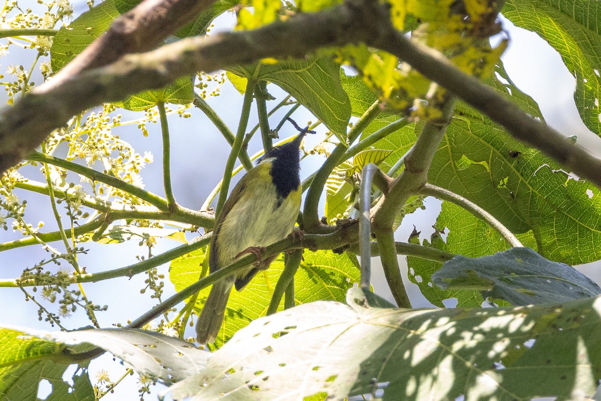 Apalis Carinegro - ML647752931