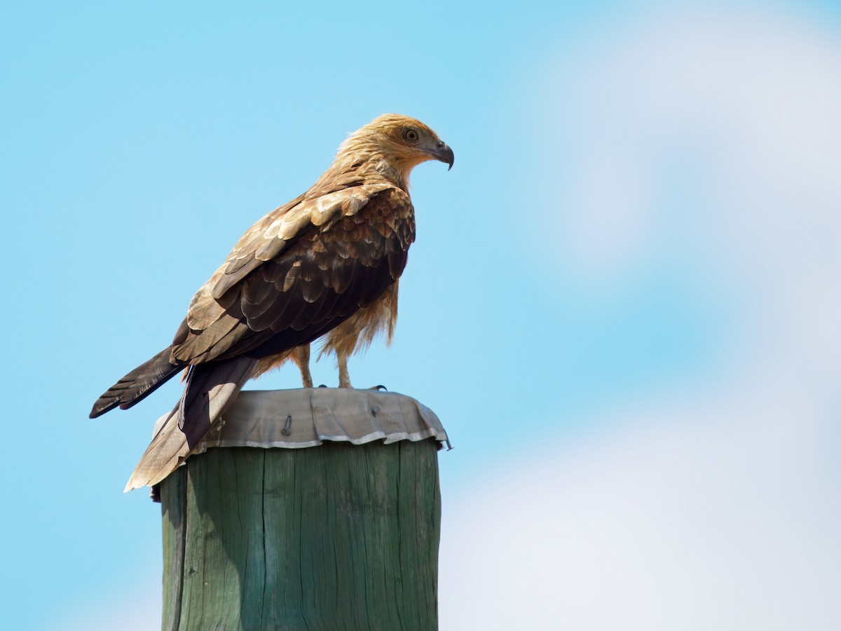 Milano Silbador - ML647752932