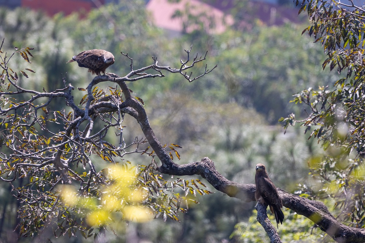 Milano Negro - ML647752937