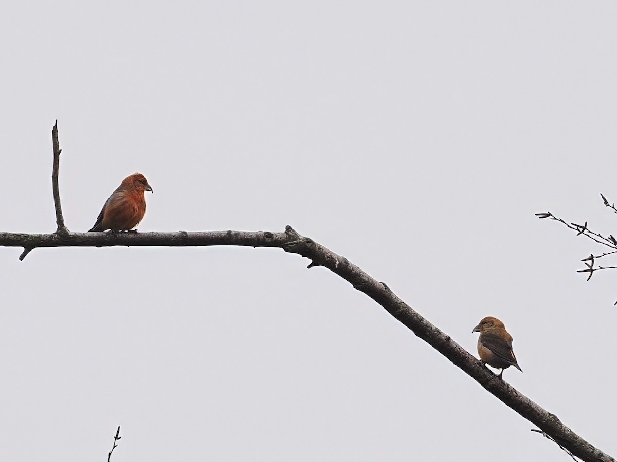 Piquituerto Común - ML647752938