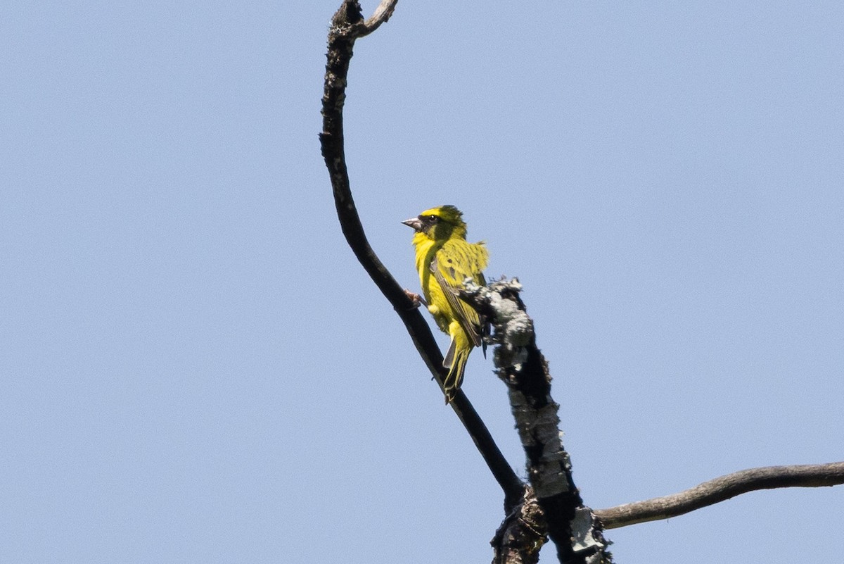 Serín Cejigualdo - ML647752939