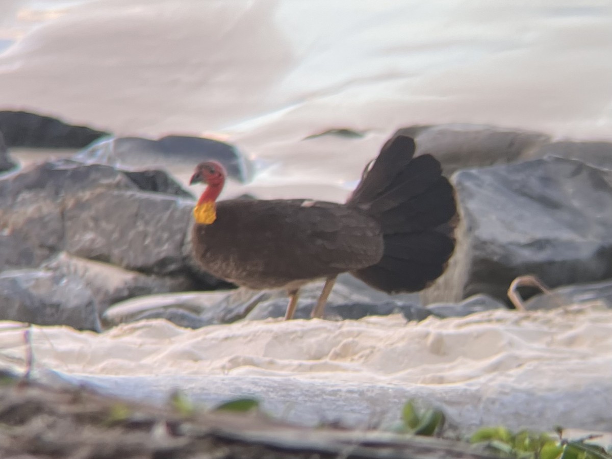 Talégalo Cabecirrojo - ML647752941