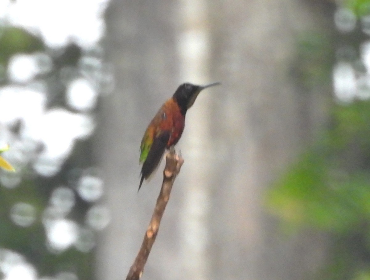 Colibrí Ígneo - ML647752942