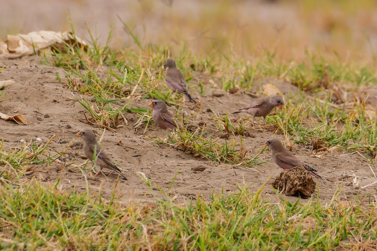 Trumpeter Finch - ML647752989