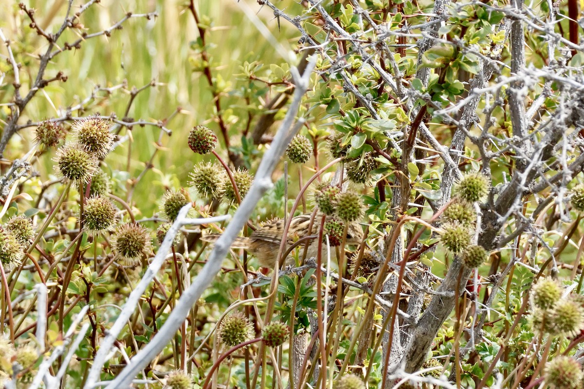 Grass Wren - ML647753003