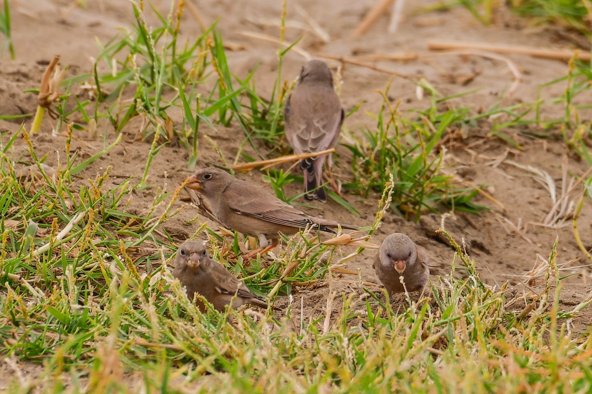 Trumpeter Finch - ML647753012