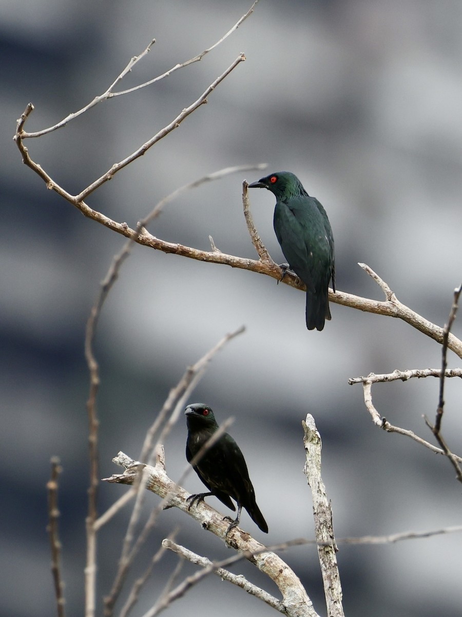 Asian Glossy Starling - ML647753043
