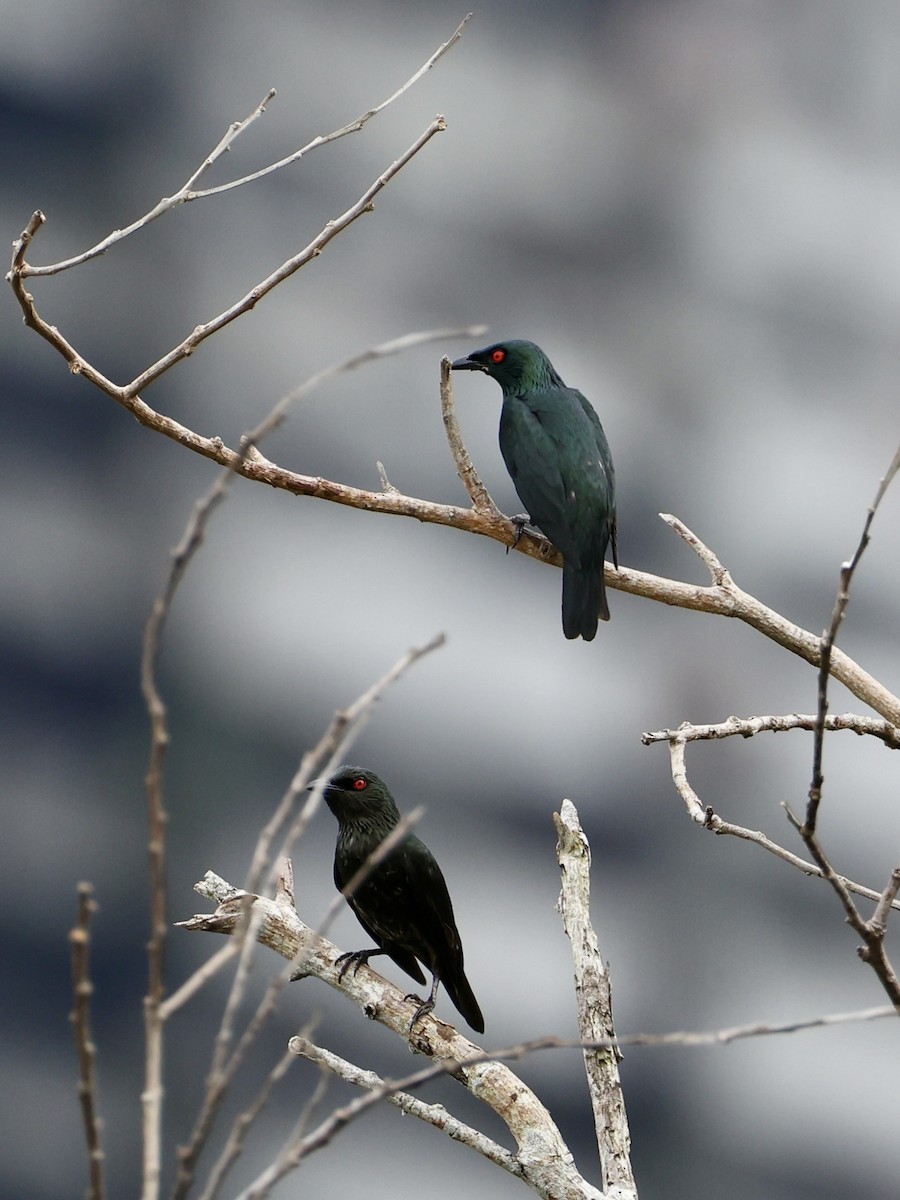 Asian Glossy Starling - ML647753045