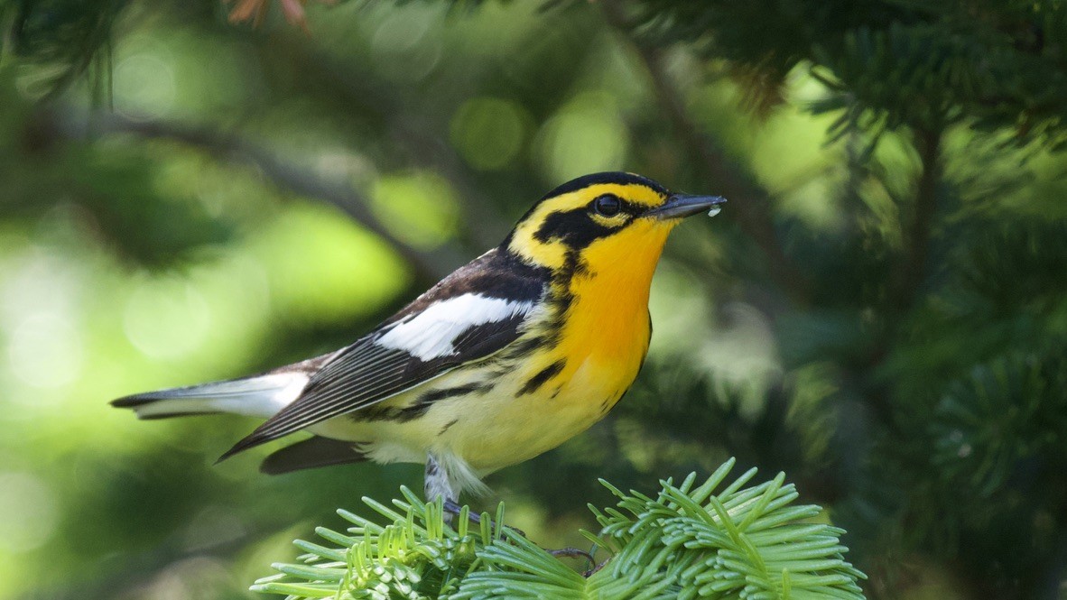 Blackburnian Warbler - ML647753052