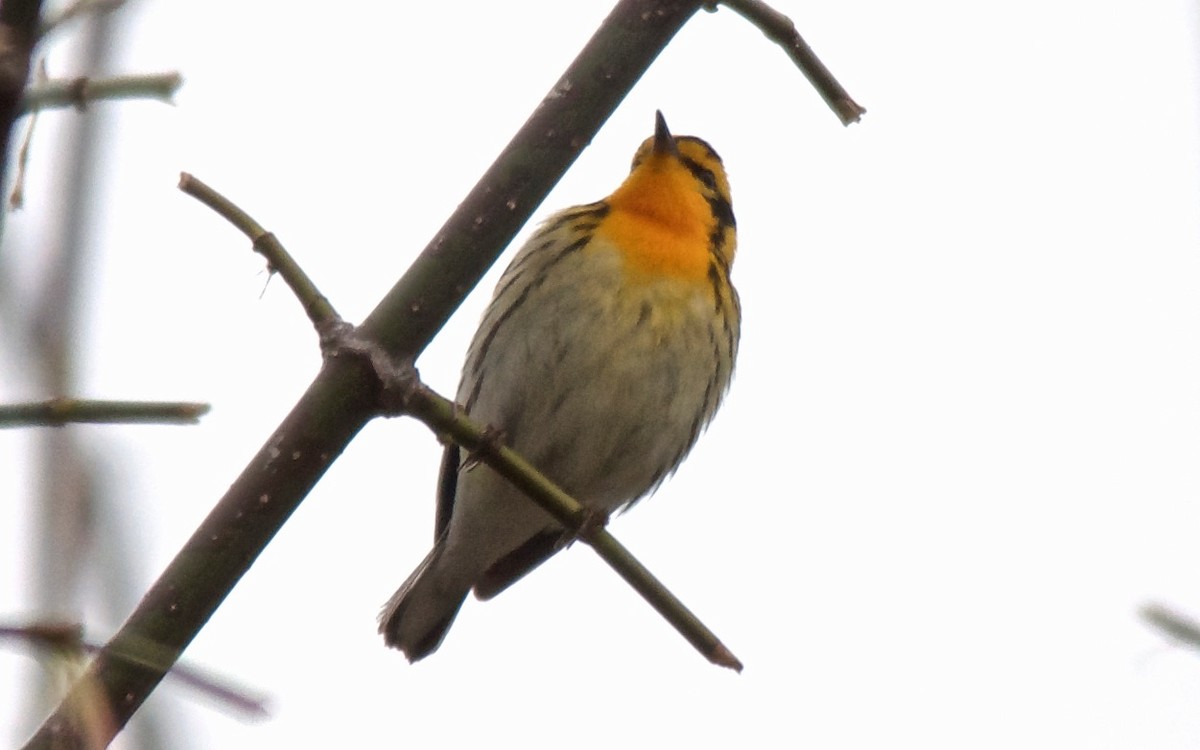 Blackburnian Warbler - ML647753053