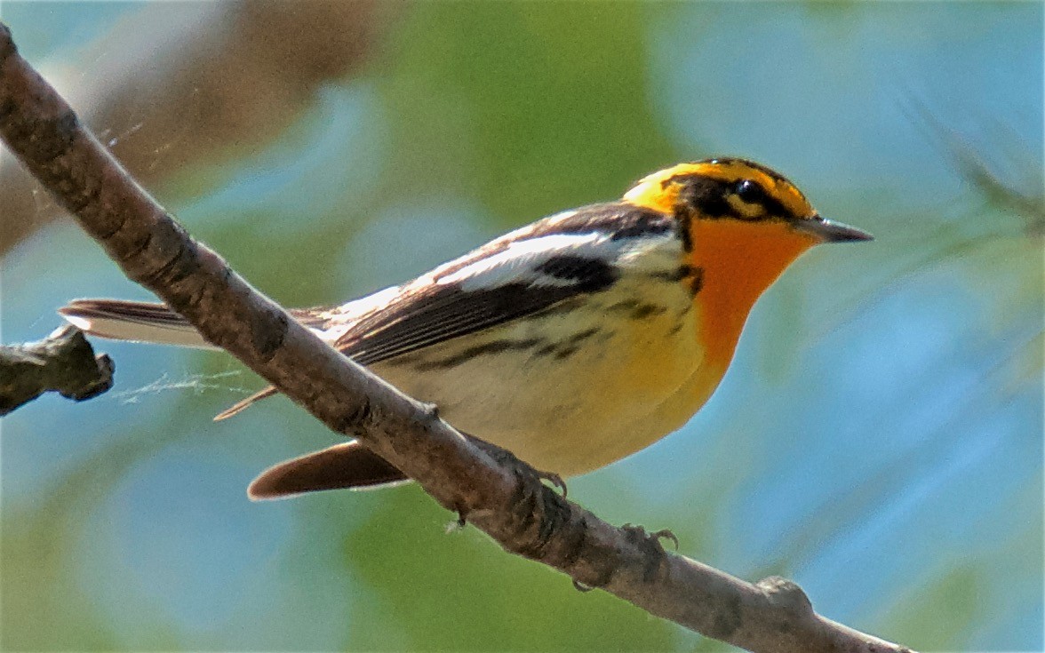 Blackburnian Warbler - ML647753054