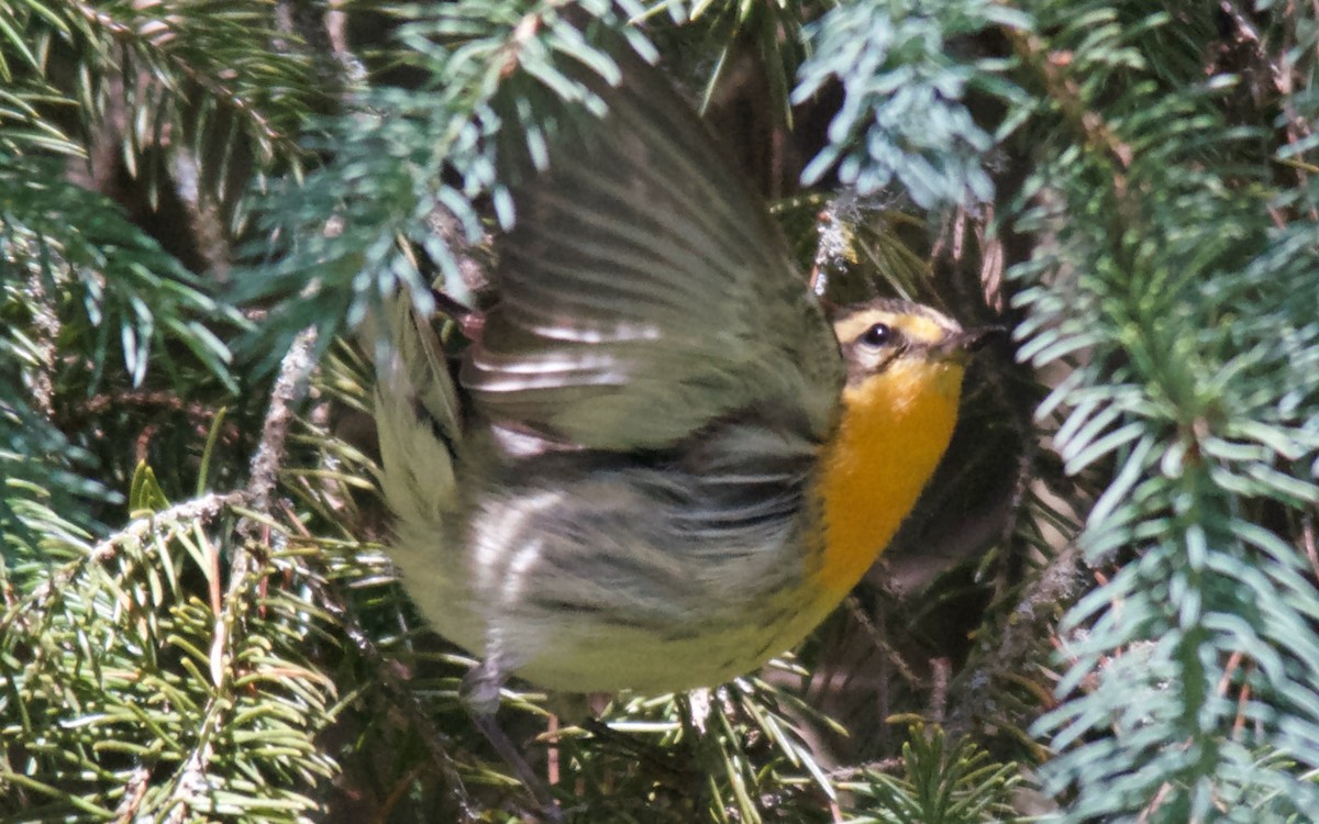 Blackburnian Warbler - ML647753055