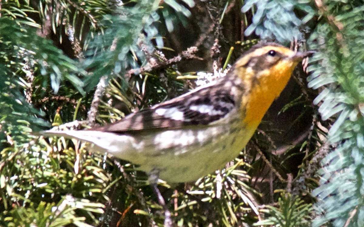 Blackburnian Warbler - ML647753056